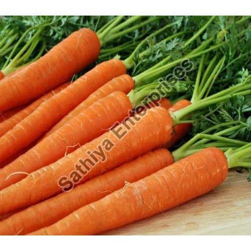 Natural Delicious Taste Good For Health Organic Fresh Carrot Packed in Jute Sack or PP Bag