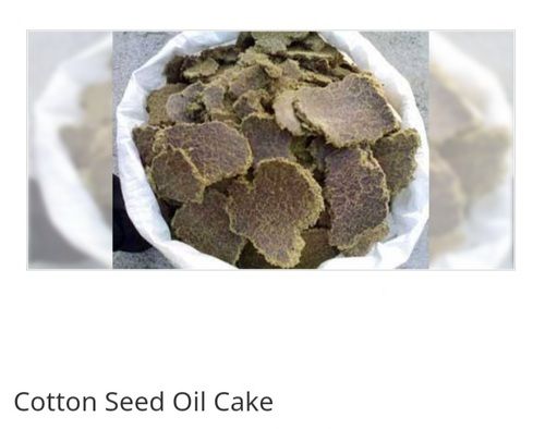 Cotton Seed Cake