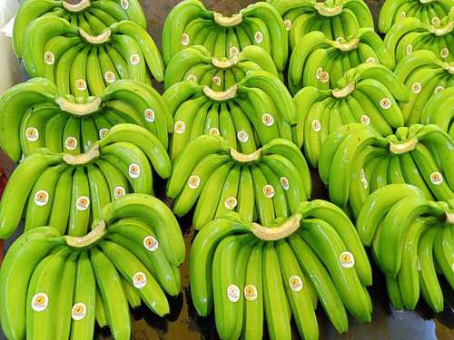 Common A Grade Organic Green Banana 8 Days Shelf Life