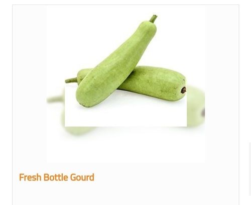 Organic and Fresh Bottle Gourd with 2% Calcium