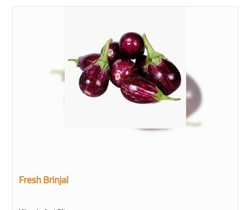 Organic and Fresh Brinjal with 4% Calcium