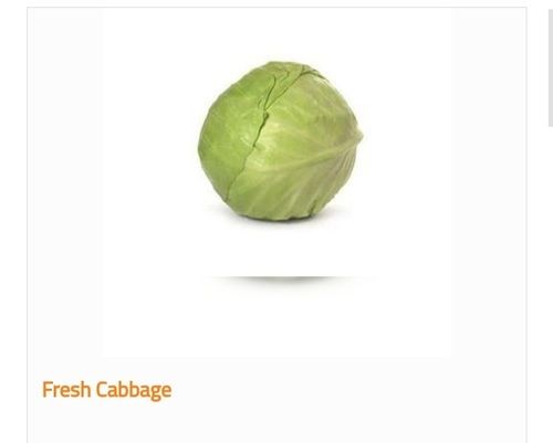 Organic and Fresh Cabbage with 1 gram Protein 