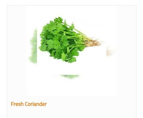 Organic And Fresh Green Coriander