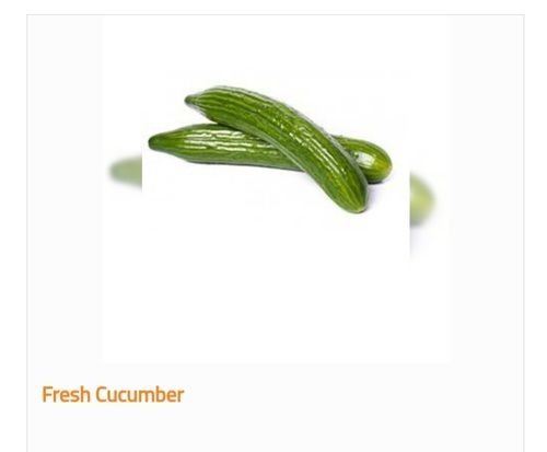 Superior Grade Organic and Fresh Cucumber