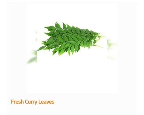 Superior Grade Organic and Fresh Curry Leaves 