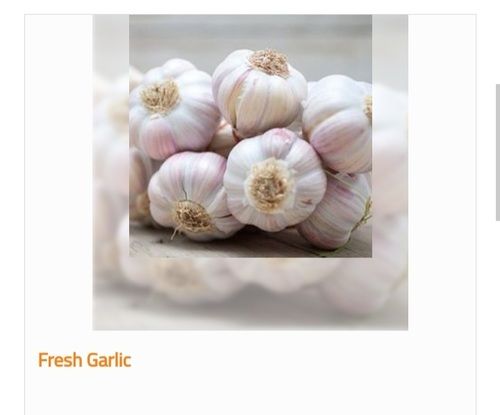 Superior Grade Organic and Fresh Garlic
