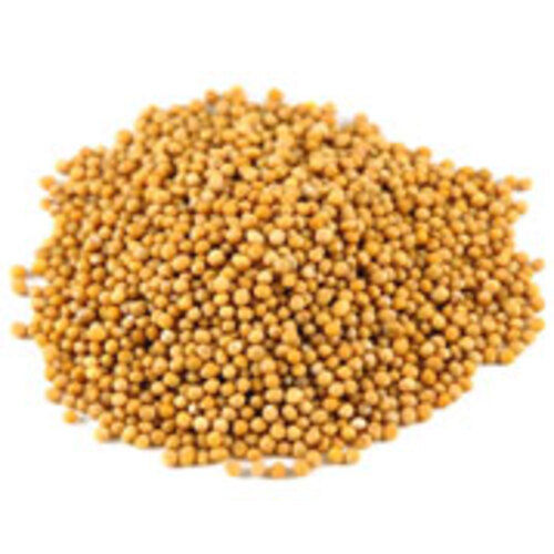 Fine Rich Natural Taste Dried Healthy Mustard Seeds