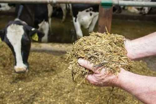 Corn Silage For Cattle Feed, 6 Months Shelf Life