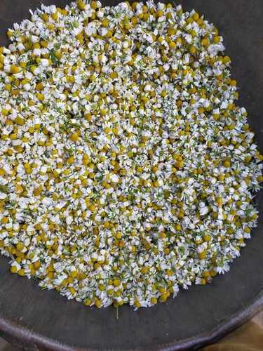 Fresh German Chamomile Flowers With Light Breathable Fragrance