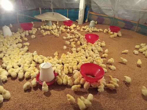 broiler chicks