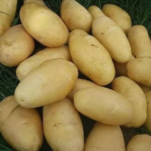 Round & Oval Maturity 100% Rich Natural Taste Mild Flavor Organic Brown Fresh Potato Packed In Jute Bag