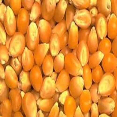 Rich Natural Taste Healthy Yellow Maize Seeds With Pack Size 50kg