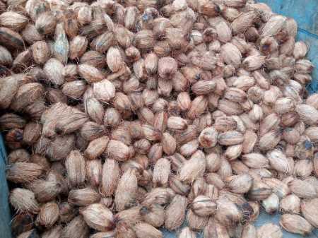प्राकृतिक ताजा अर्ध भूसी नारियल का वज़न 600 से 700 ग्राम प्रत्येक पीस