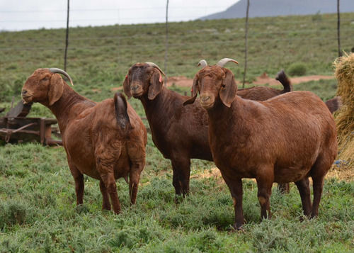 Full Blood Kalahari Goats