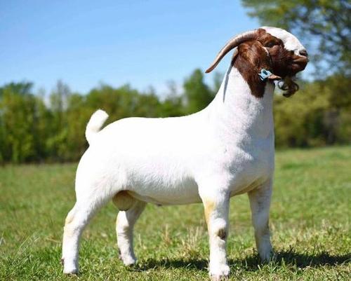 Healthy White and Brown Color Live Goats