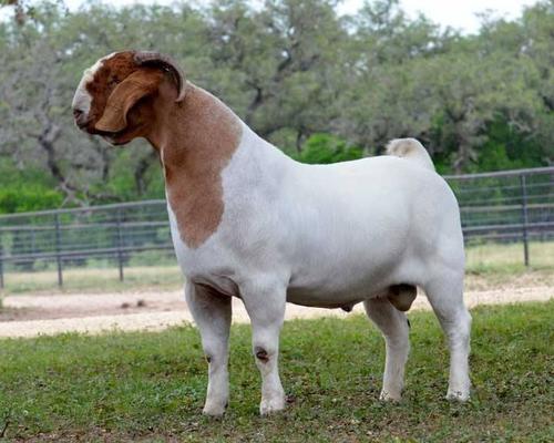 White & Brown Pure Breed Boer Goats