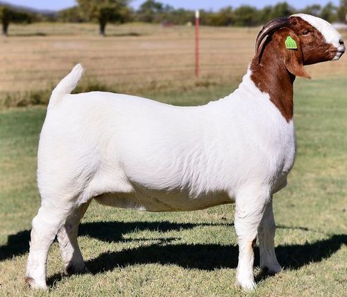 White & Brown Regularly Vaccinated Healthy Pregnant Goats