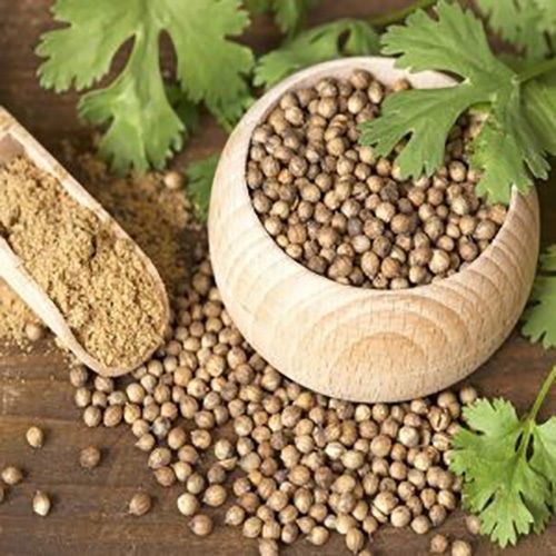 Broken 5% Size 3 To 5Mm Natural Rich Taste Healthy Dried Coriander Seeds Admixture (%): 2%