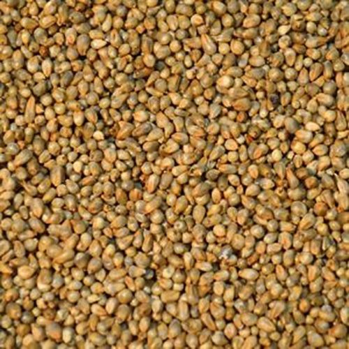 Magnesium 30% Iron 16% Dietary Fiber 9g 30% Good Natural Taste Healthy Brown Millet Seeds