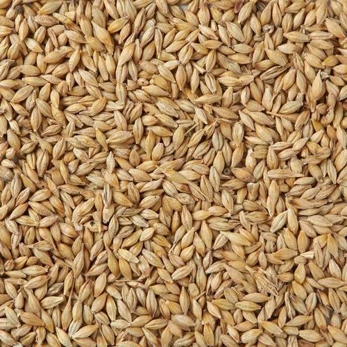 Protein 7 Grams Energy 352 kcal Natural Taste Healthy Brown Barley Seeds