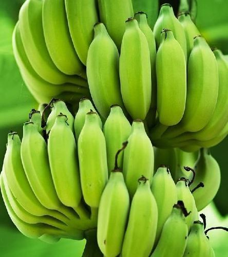 No Preservatives Nutritious Natural Taste Healthy Organic Green Fresh Banana
