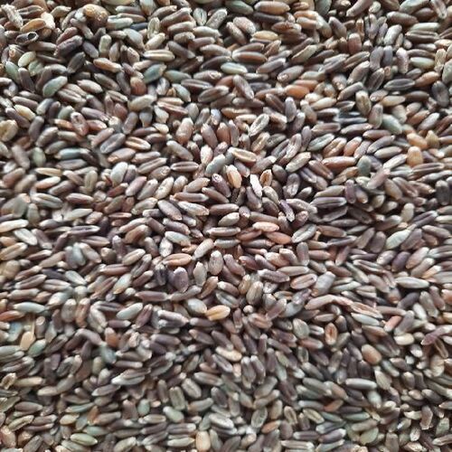 Healthy Natural Taste Dried Organic Black Wheat Seeds Shelf Life: 1 Years