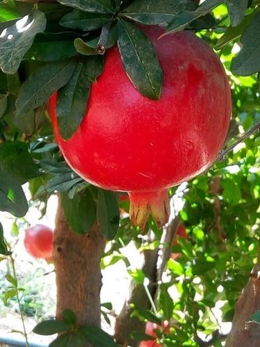 Indian Origin Rich Sweet Taste Fresh Bhagwa Pomegranate With High Nutritious Value