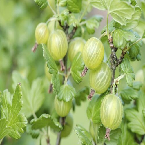 Sour Natural Rich Taste Organic Green Frozen Gooseberry Origin: India