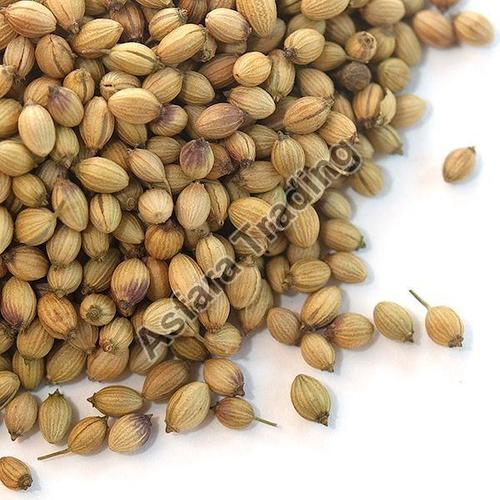 Broken 5% Pure Natural Rich Taste Healthy Dried Coriander Seeds Admixture (%): 2%