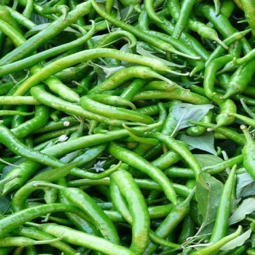 Length 3 inch to 5 inch Hot Spicy Natural Taste Healthy Fresh Green Chilli