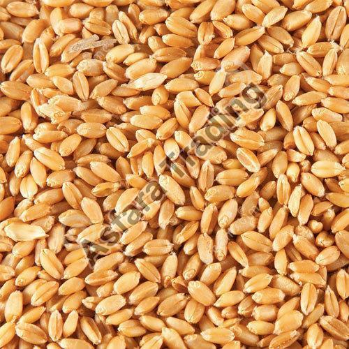 Moisture 10% Healthy Natural Rich Taste Dried Brown Wheat Seeds