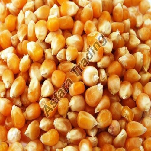 Nutritious Healthy Natural Rich in Taste Organic Yellow Corn Seeds