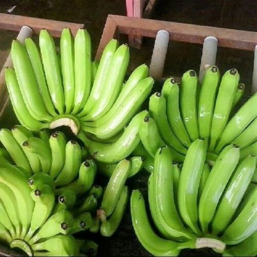 Size 18 to 25 cm Healthy Nutritious Absolutely Delicious Green Fresh Banana