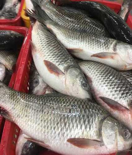 Rich Taste Frozen Rohu Fish for Home and Hotel Use