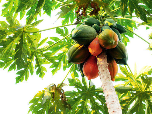 Slightly Sweet Organic Papaya with an Agreeable Musky Tang