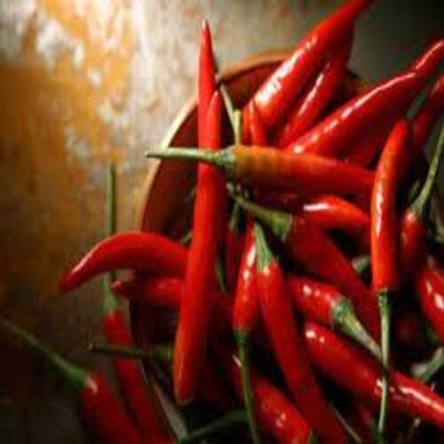 Spicy Natural Taste Rich Color Organic Fresh Red Chilli