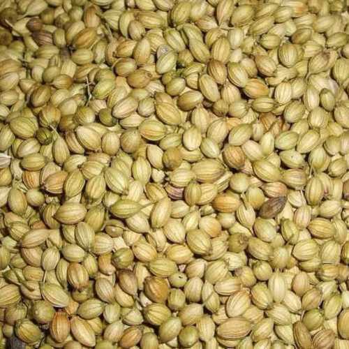 Purity 99 Percent Natural Rich Taste Organic Green Dried Coriander Seeds