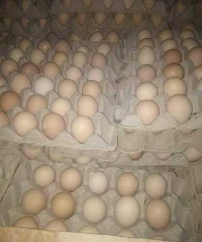 100% Fresh High Protein Medium And Large Size Country Chicken Egg