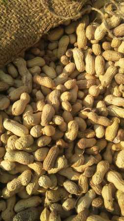 Common Export Quality Natural Raw Peanuts At Wholesale Rate