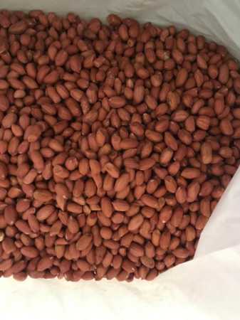 Premium Grade Dried And Cleaned Bold Peanut At Wholesale Price