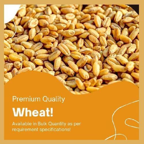 Purity 99 Percent Healthy Natural Taste FSSAI Certified Organic Dried Brown Wheat Seeds