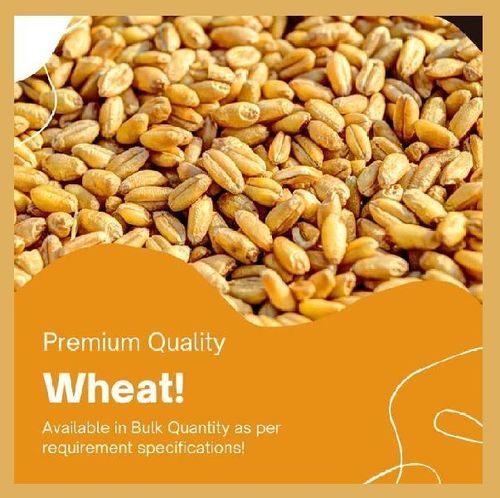 Purity 99 Percent Healthy Natural Taste Fssai Certified Organic Dried Brown Wheat Seeds Purity: 99%