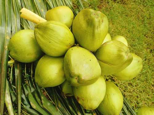 Green 100% Natural And Matured Sweet Whole Tender Coconut For Daily Use