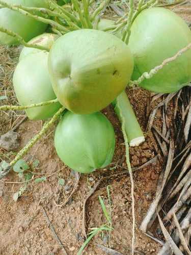 A Grade 100% Natural And Organic Green Yound Matured Tender Coconut