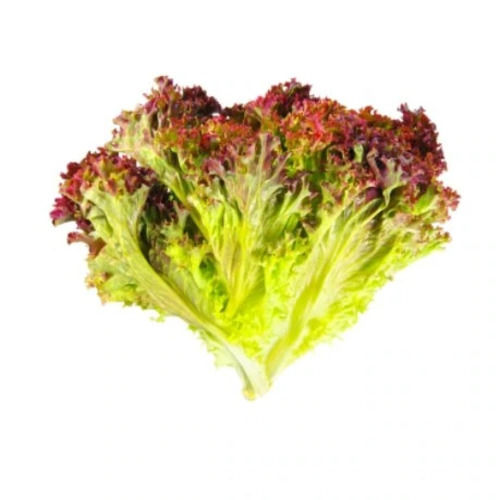 Antioxidants Rich Natural Taste Healthy Fresh Lollo Rosso Red Lettuce