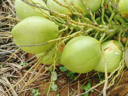 Farm Fresh Medium Size Whole 100% Pure and Matured Green Tender Coconut