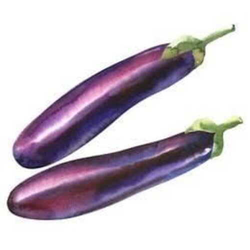 Fine Delicious Taste Healthy Purple Fresh Long Brinjal