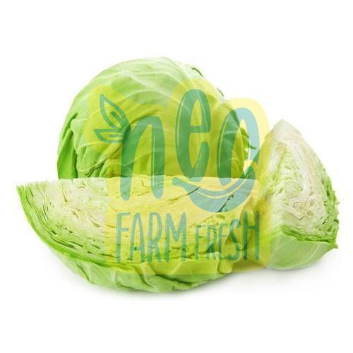 Nutritious Rich Natural Taste Healthy Green Fresh Cabbage