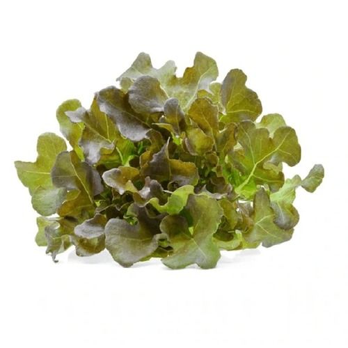 Rich in Vitamins Natural Taste Healthy Fresh Lettuce Red Oak