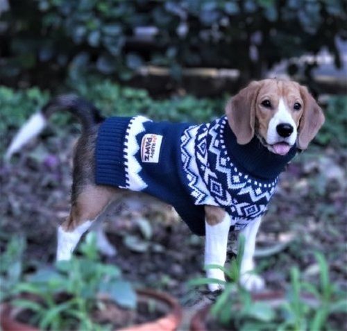 Blue And White Turtle Neck Sleeveless Regular Fit Ultra Warm Soft And Smooth Designer Acrylic Dog Sweater